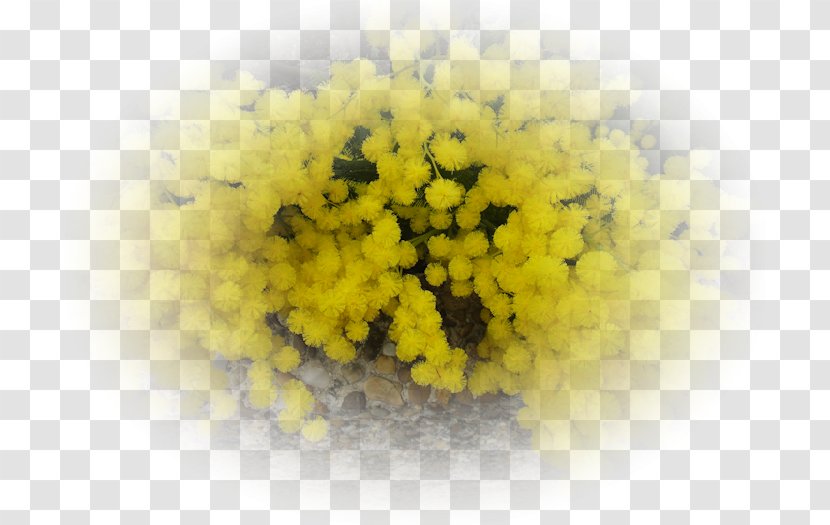 Flower Carnival February Acacia Dealbata - Bouquet - Mimosa Transparent PNG