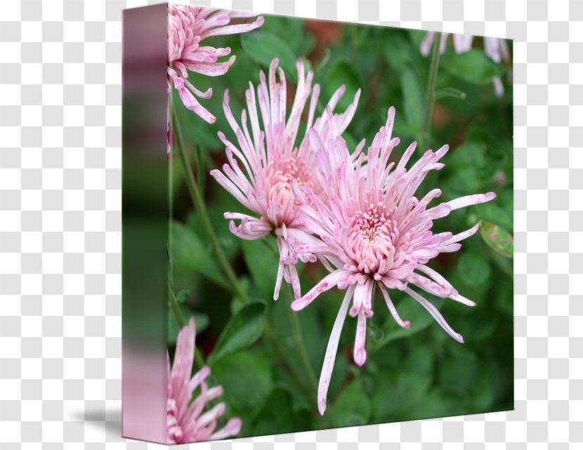 Monarda Didyma Daisy Family Aster Chrysanthemum Flower - Pink - Wild Flowers Transparent PNG
