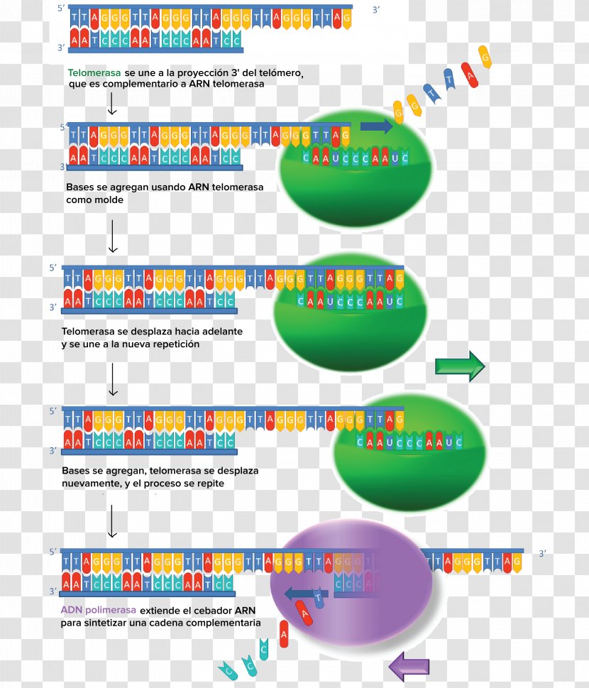 Telomere Gene Expression Telomerase Cell - Dna Replication - Walgreens Transparent PNG