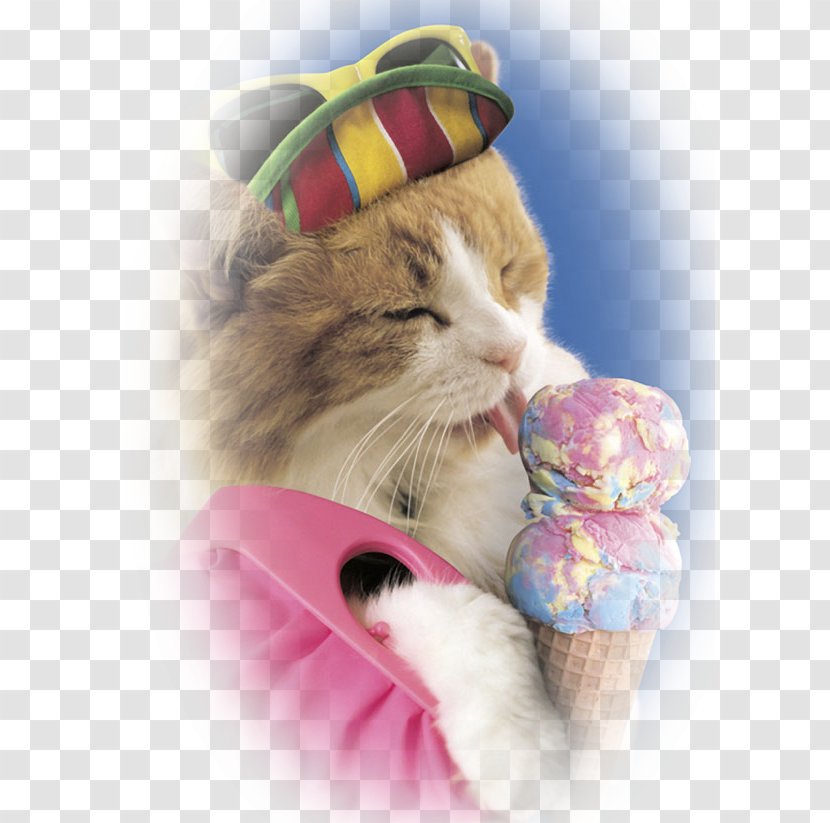 Ice Cream Cones Cat Kitten Transparent PNG