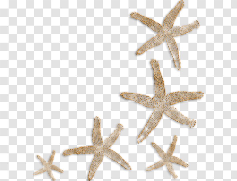 Paper Starfish Clip Art - Seashell - Floating Transparent PNG