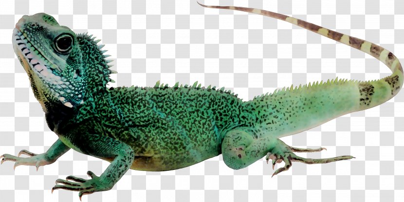 Lizard Reptile Komodo Dragon Common Iguanas - Tokay Gecko Transparent PNG