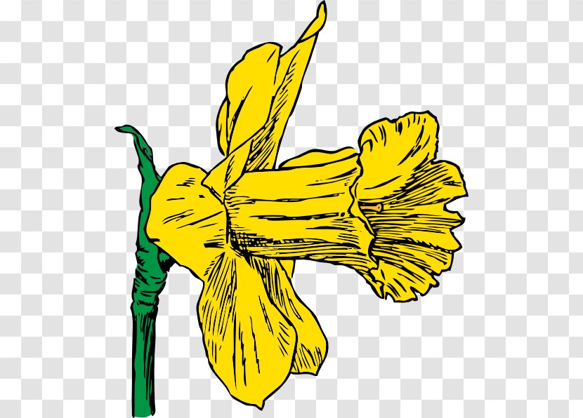 Daffodil Clip Art - Food - Drawings Of Daffodils Transparent PNG