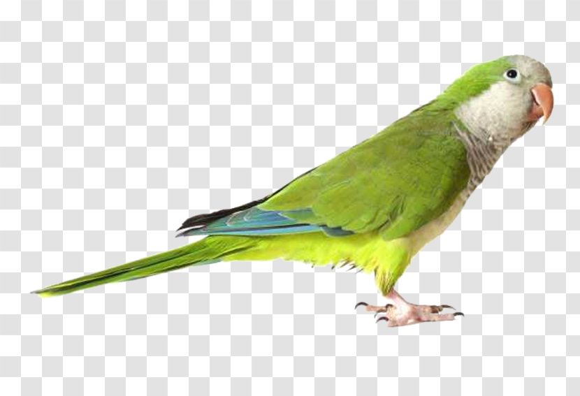 Parrot Budgerigar Lovebird Green Rosella - Animal Transparent PNG