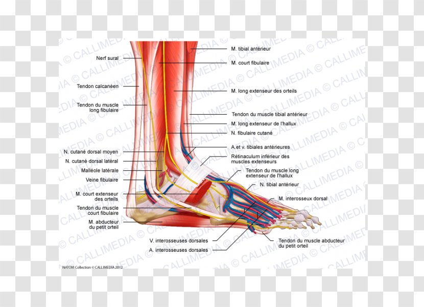 Foot Muscle Peroneus Longus Anatomy Nerve - Heart - Veins Transparent PNG