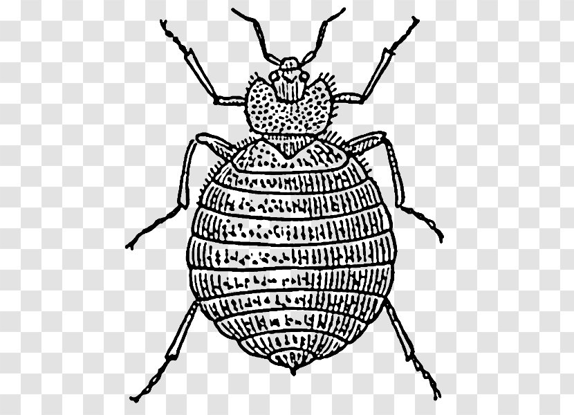 Bed Bug Bite Insect Drawing - Tree - Clipart Transparent PNG