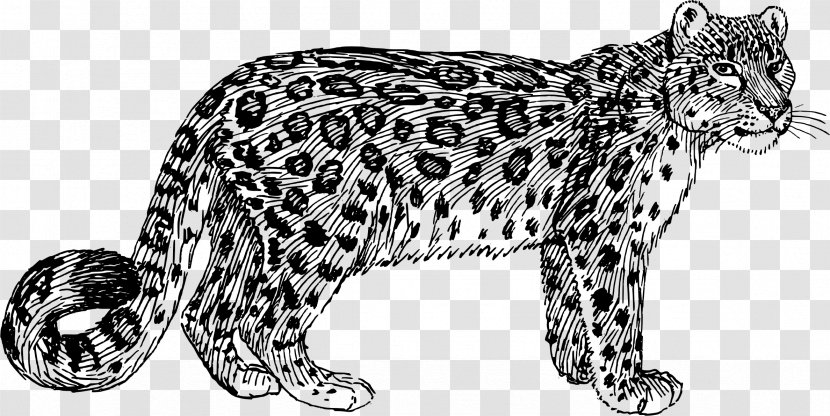 Snow Leopard Felidae Tiger Clip Art - Cheetah Transparent PNG