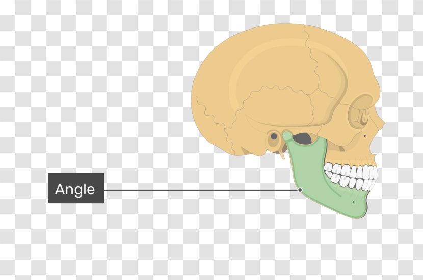 Nose Skull Frontal Process Of Maxilla Bone Mandible Transparent PNG