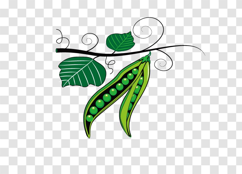 Pea Pulse Mung Bean Clip Art - Yardlong - Vector Peas Transparent PNG