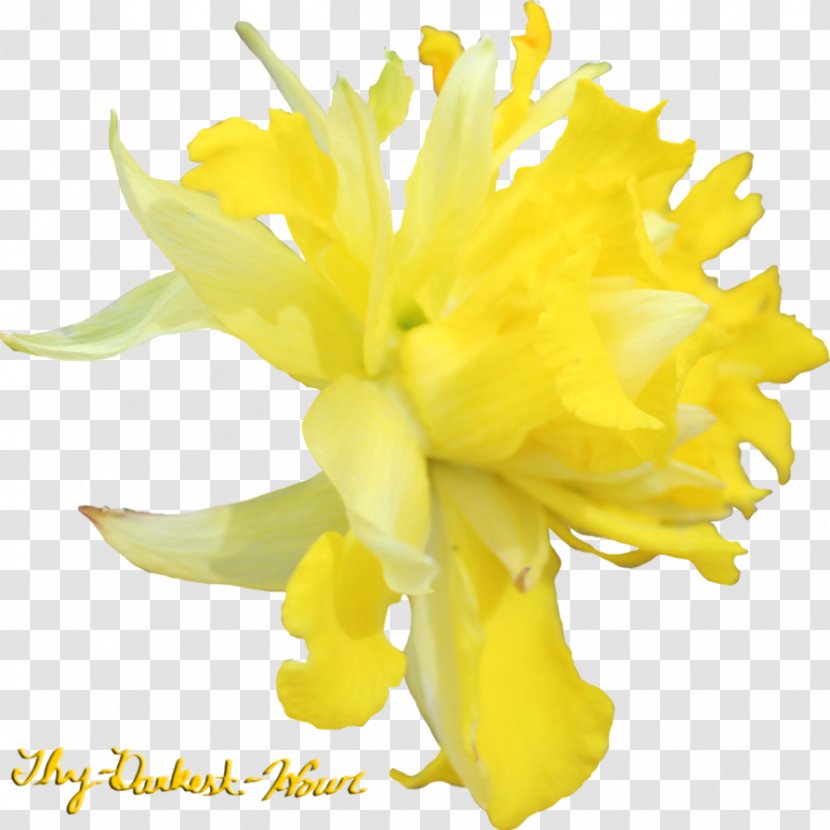 Flower Daffodil Tagetes Lucida Clip Art - Cut Flowers Transparent PNG
