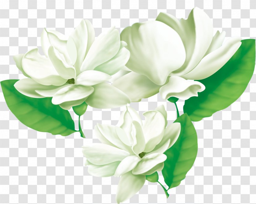 Arabian Jasmine Flower Cape - Three Transparent PNG