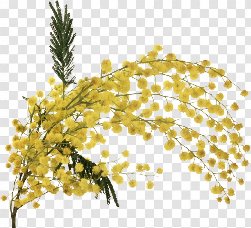 Flower Clip Art - Branch - Mimosa Transparent PNG