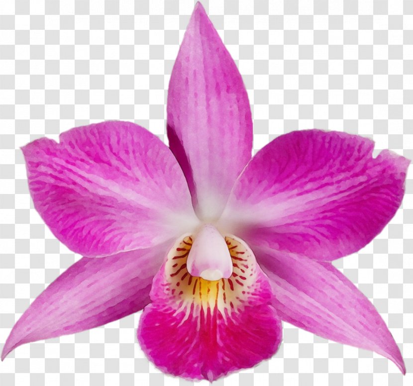 Flower Flowering Plant Petal Cattleya Labiata - Magenta - Orchid Transparent PNG