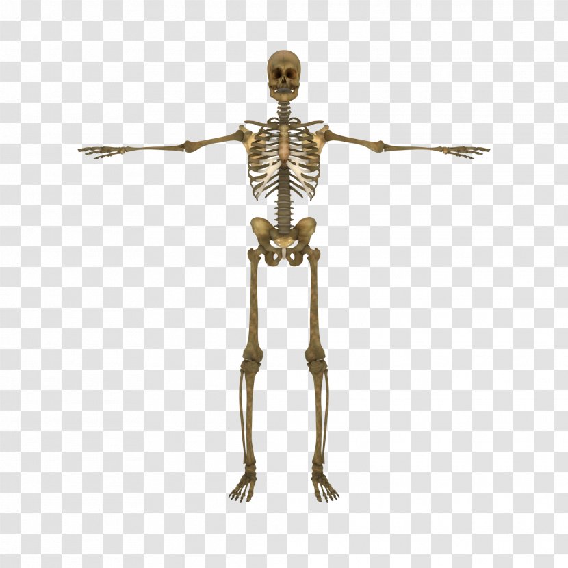 Human Skeleton Body Vertebral Column Bone Transparent PNG