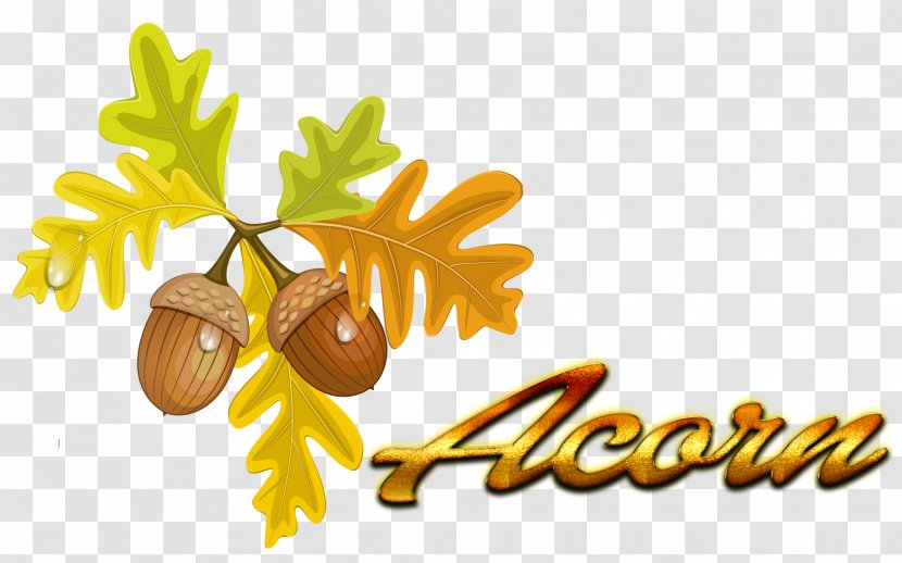 Acorn Autumn Leaf Color Quercus Cerris Clip Art - Flowering Plant Transparent PNG