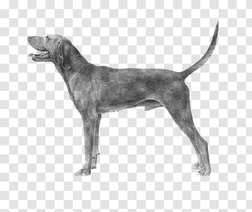 Redbone Coonhound Black And Tan Bluetick American English Bloodhound - Dog Breed Transparent PNG