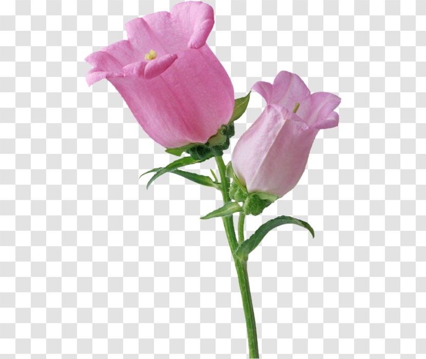 GIFアニメーション Giphy - Pink - Flowering Plant Transparent PNG