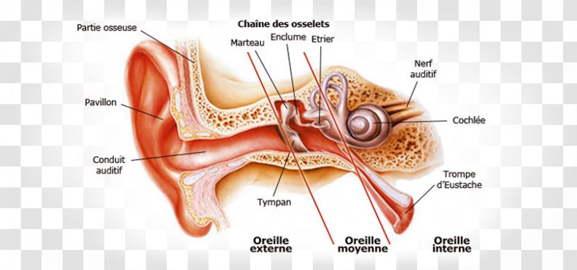 Otitis Externa Ear Canal Outer Inner - Watercolor Transparent PNG