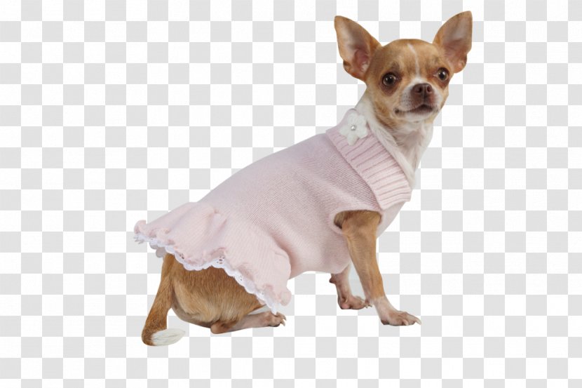 Chihuahua Puppy Dog Breed Companion Toy - Supply - Haute Couture Fashion Show Transparent PNG