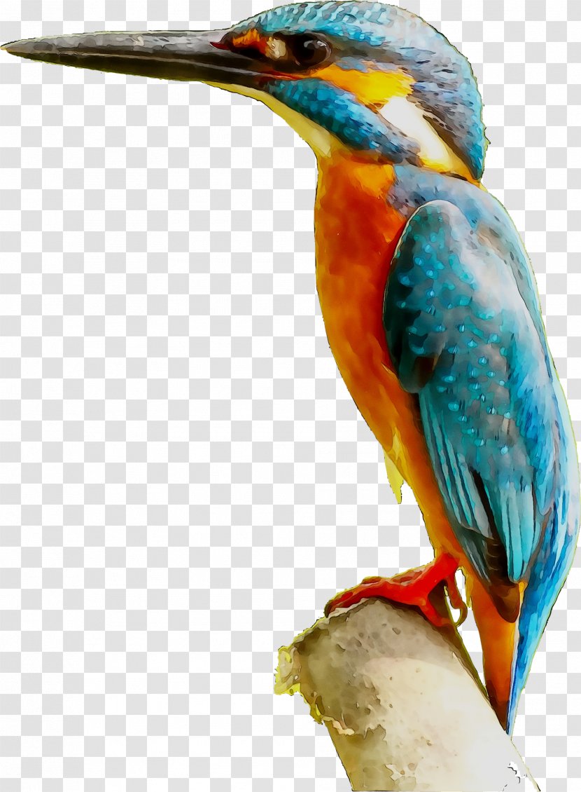 Little Kingfisher Bird Toucan Beak - Iridescence Transparent PNG