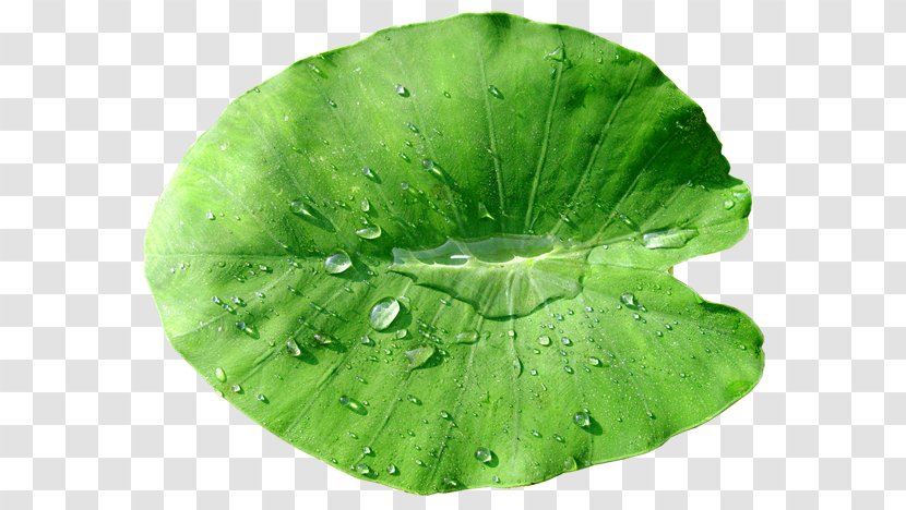 Leaf Health Care Afacere Entrepreneur Organization Transparent PNG