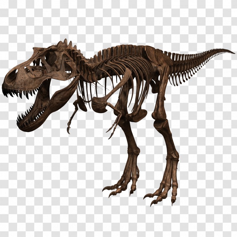 Tyrannosaurus Skeleton Dinosaur Skull Human Body Transparent PNG