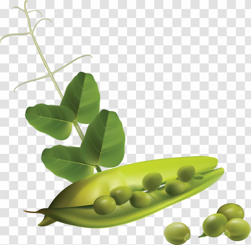 Vegetable Snow Pea Clip Art - Superfood Transparent PNG