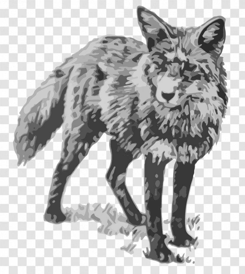 Red Fox Coyote Gray Wolf Jackal Vulpini - Drawing Transparent PNG