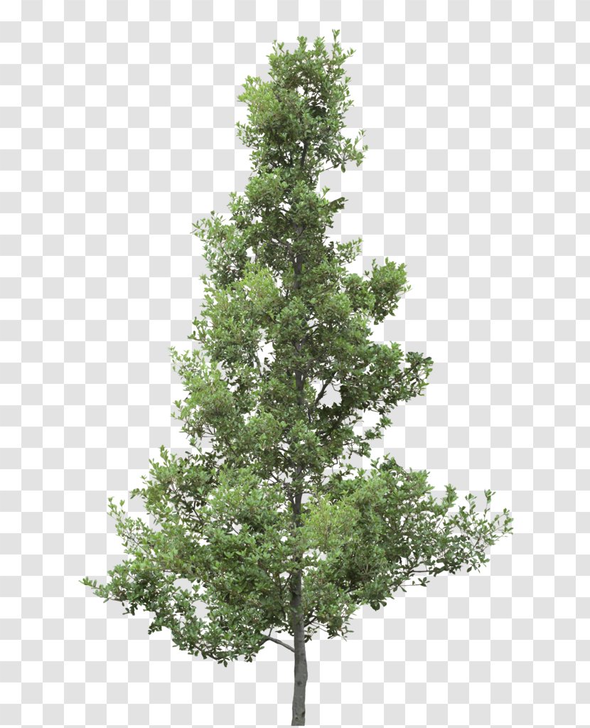 Spruce Christmas Tree Larch Oak - Plant Sketch Transparent PNG