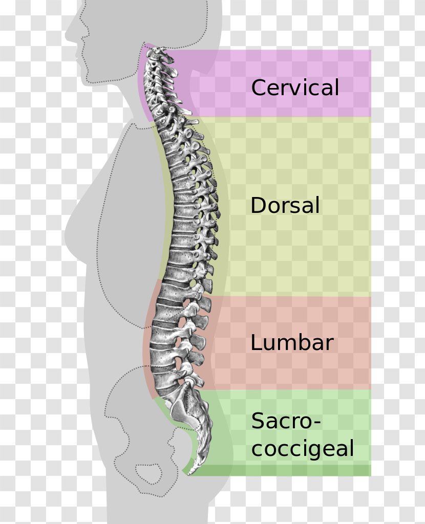Vertebral Column Pelvis Neutral Spine Human Back Lumbar - Silhouette - Columna Transparent PNG