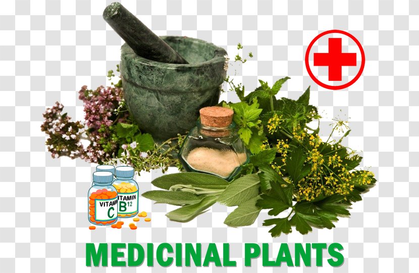 Dietary Supplement Herb Medicine Medicinal Plants Healing - Ayurvedic Transparent PNG