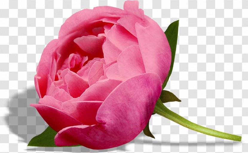 Garden Roses Clip Art Cabbage Rose Image Pink - Tree - Flower Transparent PNG