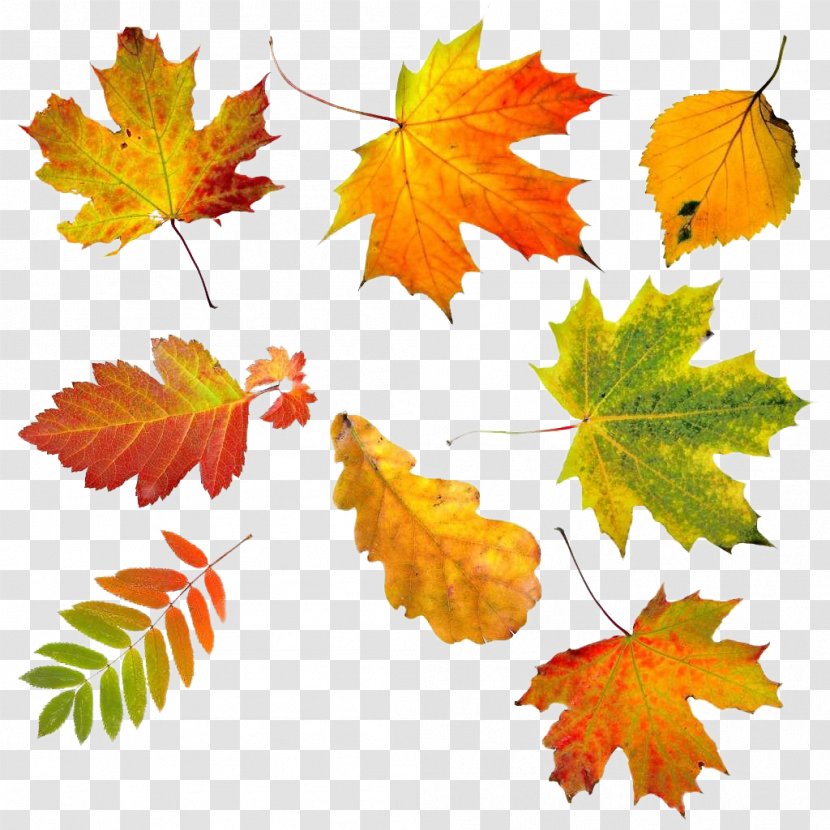 Autumn Leaf Color Stock Photography - Stockxchng - Leaves Transparent PNG