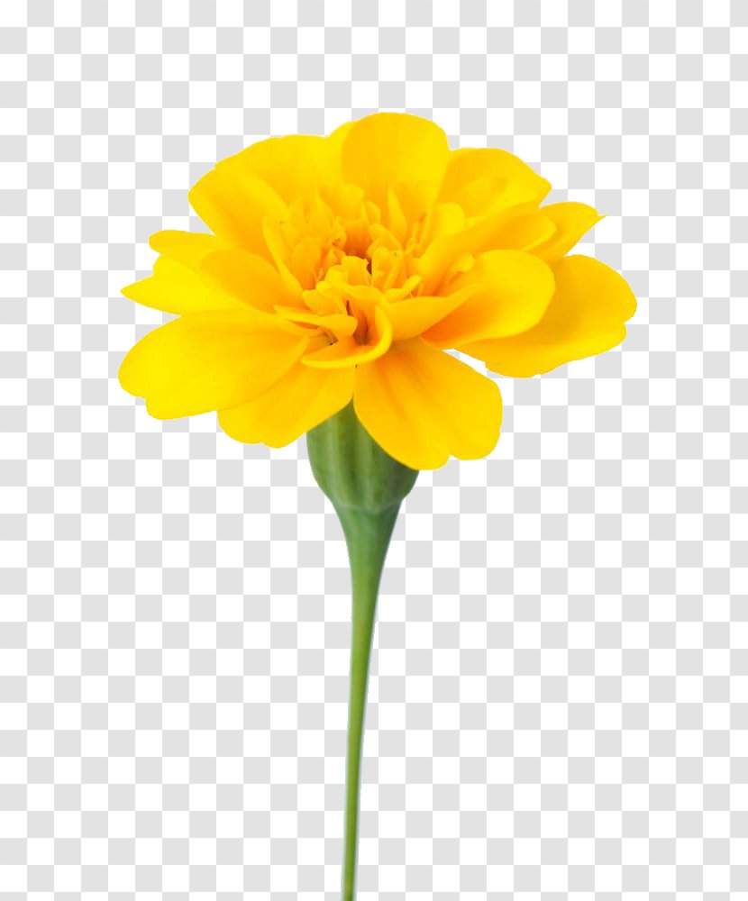 Mexican Marigold Flower Calendula Officinalis Dahlia - Chrysanthemum - Marigolds Are Available For Free Download Transparent PNG