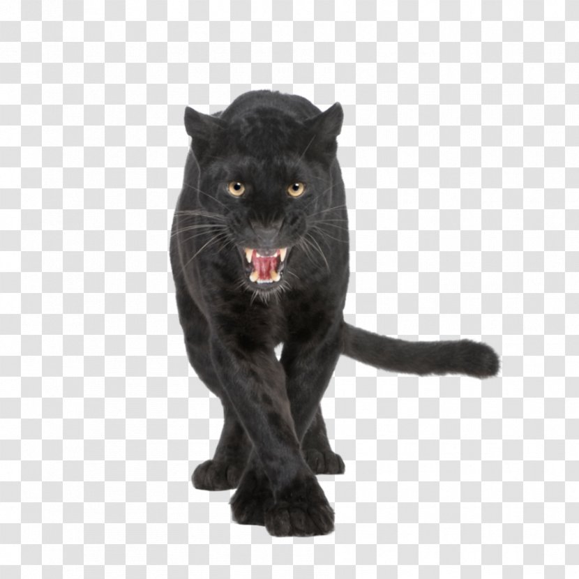 Leopard Black Panther Jaguar Cougar Lion - Cat Transparent PNG