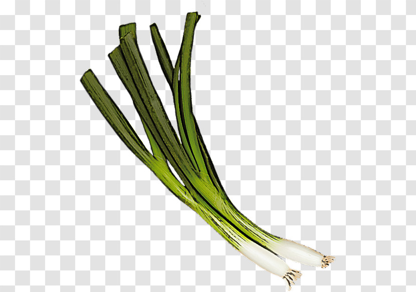 Vegetable Welsh Onion Plant Leek Calçot Transparent PNG