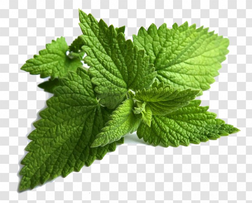 Mentha Spicata Peppermint Maghrebi Mint Tea Longifolia - Flavor - Clipart Transparent PNG