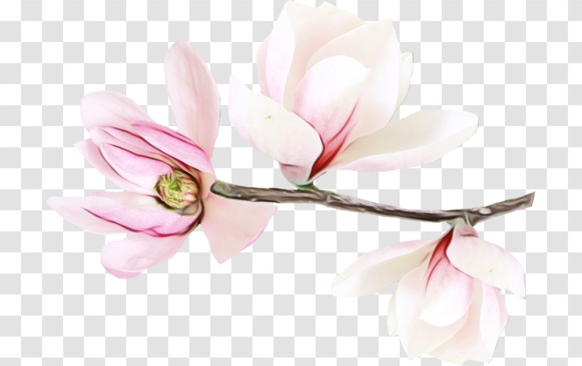 Cherry Blossom - Wet Ink - Spring Branch Transparent PNG