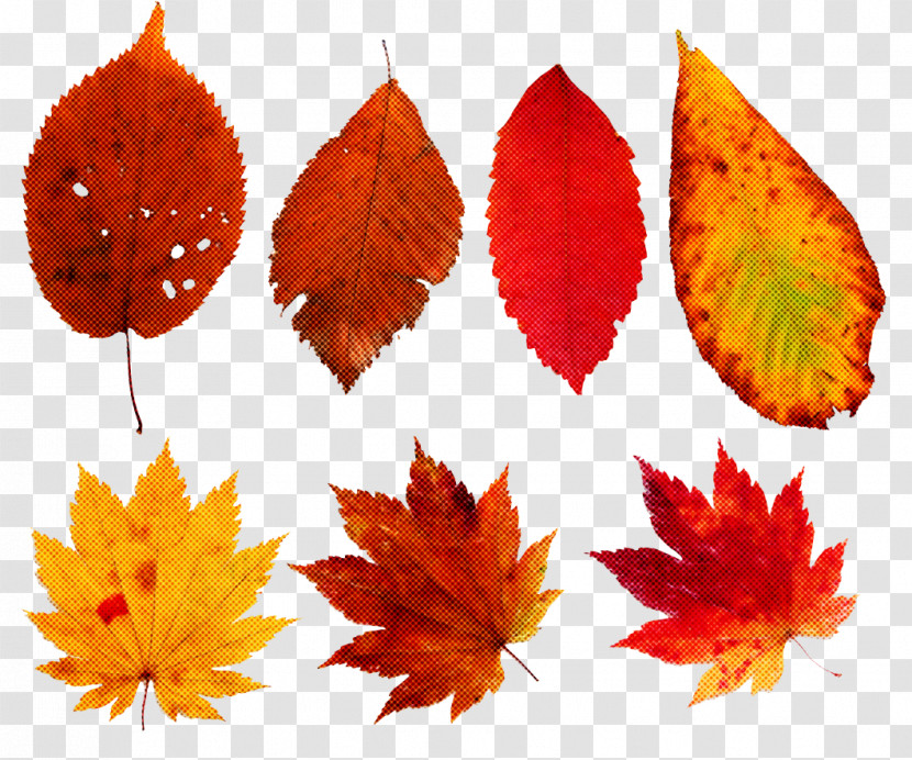 Maple Leaf Transparent PNG