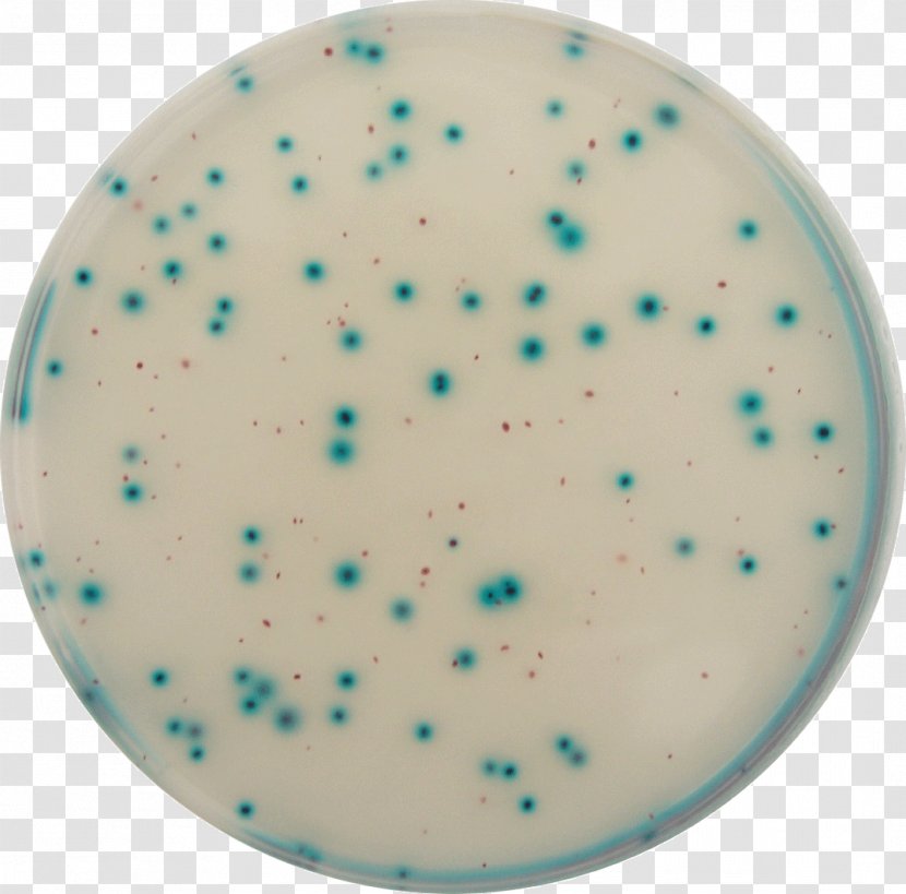 E. Coli Coliform Bacteria Growth Medium Water - Enterobacteriaceae - E Clipart Transparent PNG