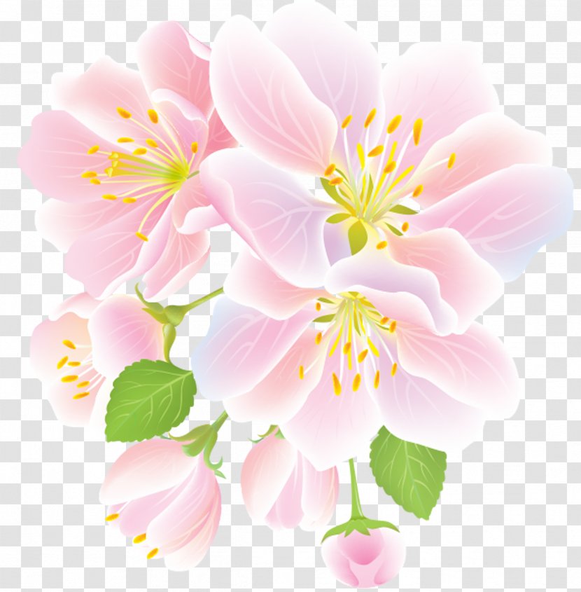 Flower Clip Art - Jasmine Transparent PNG