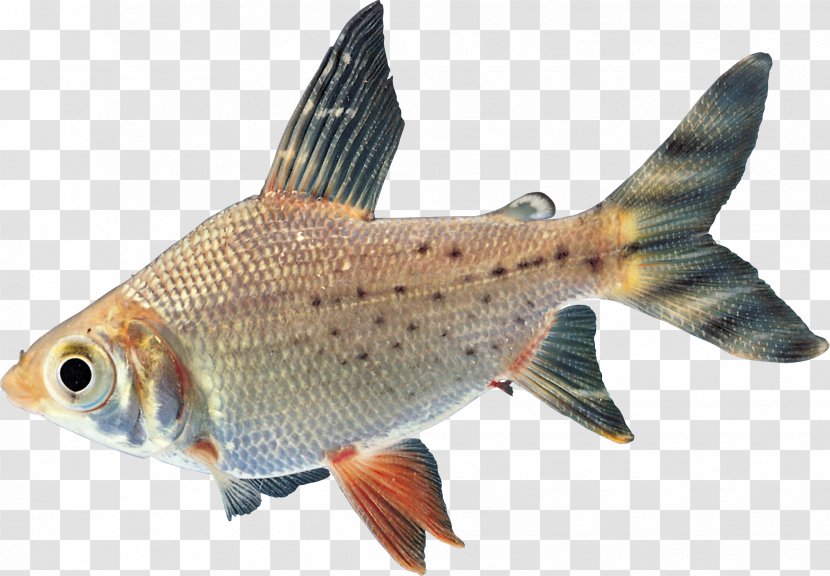 Goldfish Carp Freshwater Fish Tropical - Characidae Transparent PNG