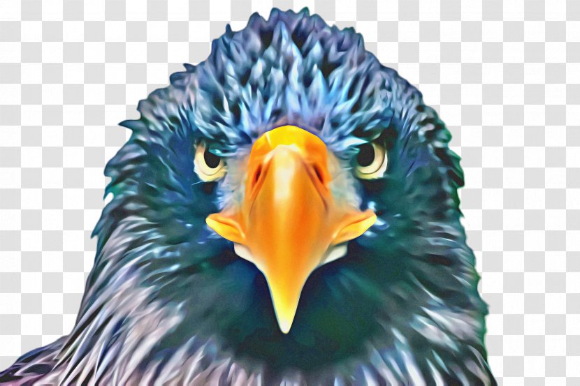 Sea Bird - Accipitridae - Eagle Wildlife Transparent PNG