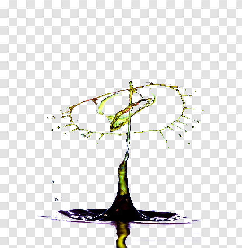 Drop Graphic Design Splash - Tree - Drops Of Water Splashes Transparent PNG