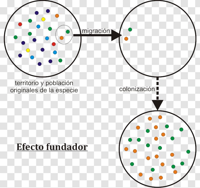 Founder Effect Genetic Drift Speciation Genetics Evolution - Organism - Lighting Effects Transparent PNG