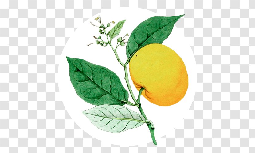 Sweet Lemon Key Lime Stock Photography - Citrus Transparent PNG