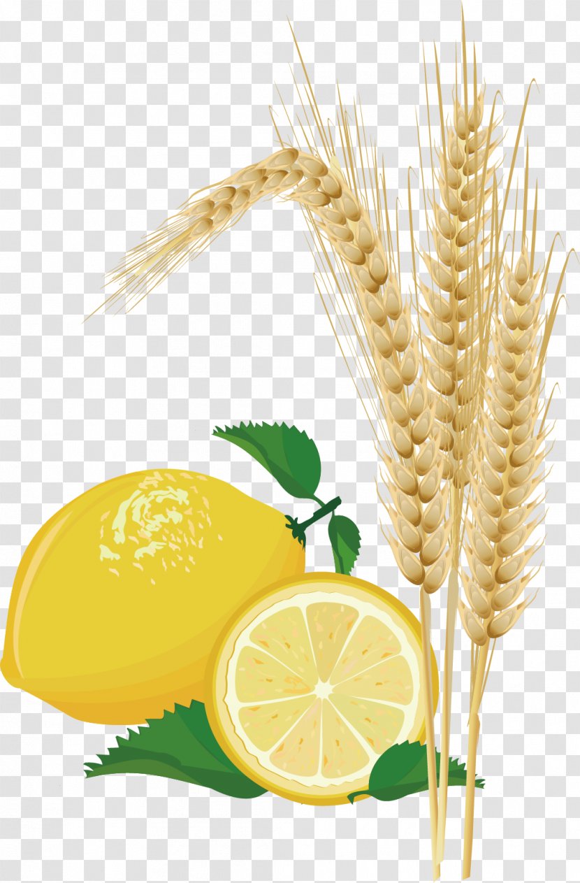 Wheat Lemon - Grass Family - And Maize Picture Transparent PNG