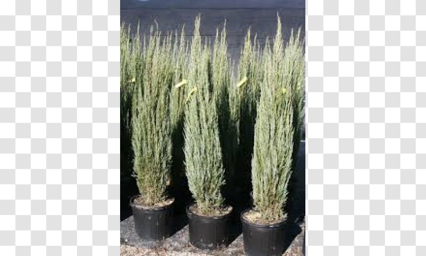 English Yew Rocky Mountain Juniper Grasses Spruce Flowerpot - Juniperus Scopulorum Transparent PNG
