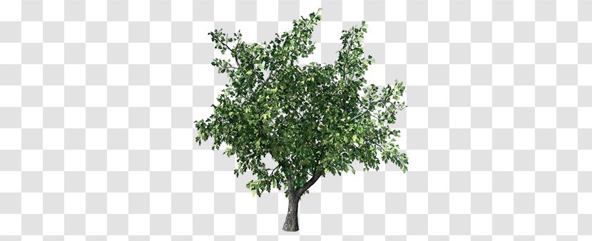 Populus Grandidentata Branch Aspen Tree Plant - Sweet Acacia Transparent PNG
