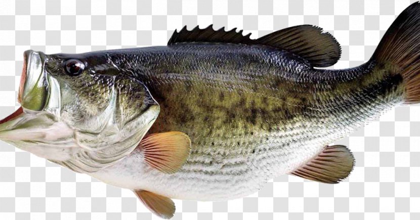 Bass Fishing - Angling Transparent PNG